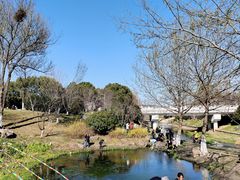 -羊山湖公园