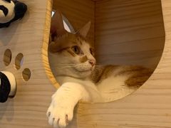 -猫咪派对(江南西店)