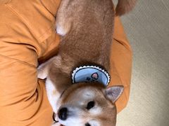 -逗柴咖啡屋·狗咖猫咖宠物桌游