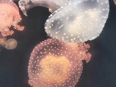 -锦艺城海洋馆