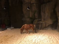 -zoonana室内动物园(东方福来德店)