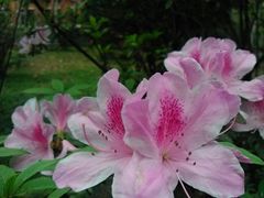 -中山大学学者灵芝(园南路店)