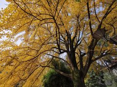 -四川大学(华西校区)