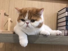 -飞行喵MR PILOT|猫舍·猫咖(静安大融城店)