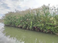 -大湾区中央湿地公园