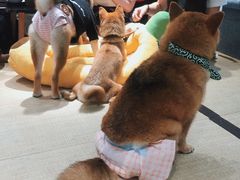 -逗柴咖啡屋·狗咖猫咖宠物桌游