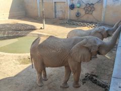 -西霞口神雕山野生动物世界