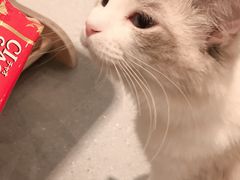 -飞行喵MR PILOT|猫舍·猫咖(静安大融城店)