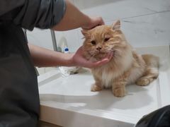 -爪爪喵星球·猫舍(前海卓越店)