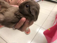 -钓仓鼠(洋桥北里小区店)