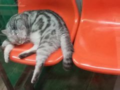 -猫咪博物馆(顶澳仔猫街店)