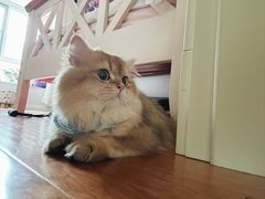 -猫大福·Fortune Cat猫舍(百子湾店)