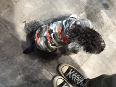 -爱宠屋pet shop·宠物洗澡·宠物美容