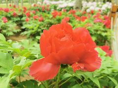 -仁和公园(顺义区)