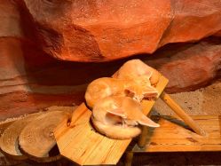 -Zoolung Zoolung动物主题公园(海信广场店)