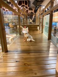 -鲁比猴非洲探索部落(喜盈门店)
