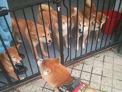 -柴源莊·柴小宠柴犬咖啡