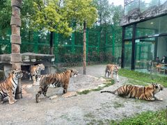 -上海野生动物园