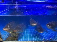 -姜君·千岛湖鱼头馆(浦东大道店)