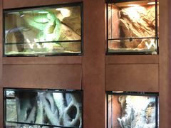 -帕帕拉兹宠物(亚洲旗舰店)