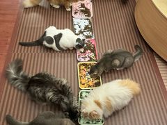 -MOCHA明星猫咖(田子坊店)