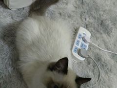 -糯米喵星人总部直营旗舰店·猫舍·幼猫出售