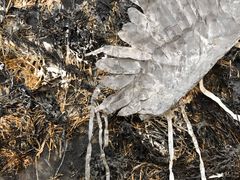 -旧金山现代艺术博物馆