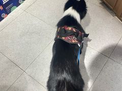 -FAELING PETS美天灵宠物(富力广场店)