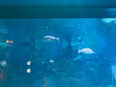 -烟台海昌鲸鲨海洋公园