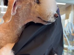 -帕帕拉兹宠物(亚洲旗舰店)