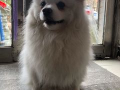 -瑞派宠物医院·24小时骨科·心脏·核磁(哈尔滨南岗店)