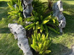 -深圳仙湖植物园