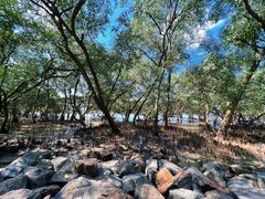 -宝安西湾红树林湿地公园