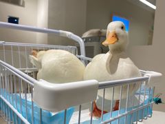 -怪兽屋·羊驼·猫咖·狗咖(俊华广场店)