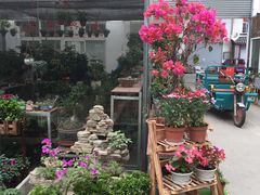 -龙大花卉苗木市场