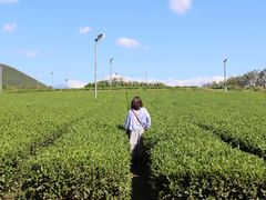 -雪绿茶博物馆