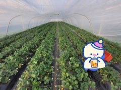 -喜杨洋草莓采摘园