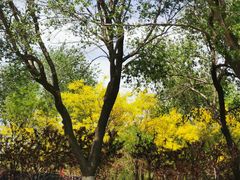 -永定河休闲森林公园