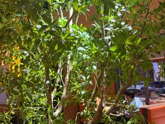 -鼎原力量东北吊炉烧烤(临河街店)