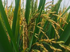 -中国天府农业博览园