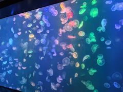 -烟台海昌鲸鲨海洋公园
