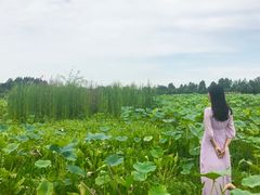 -白鹭湾湿地公园