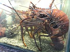 -Isla Sugbu Seafood City