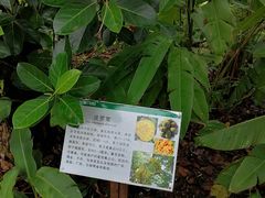 -西双版纳原始森林公园