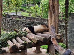 -都江堰中华大熊猫苑