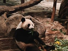 -广州长隆野生动物世界