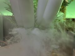 -探窝·竹笙椰子鸡(杨箕店)