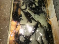 -水库活鱼馆(于桥水库店)