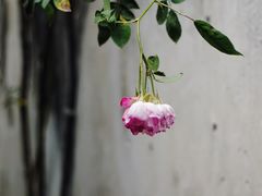 -艺圃
