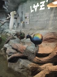 -Zoolung Zoolung动物主题公园(海信广场店)